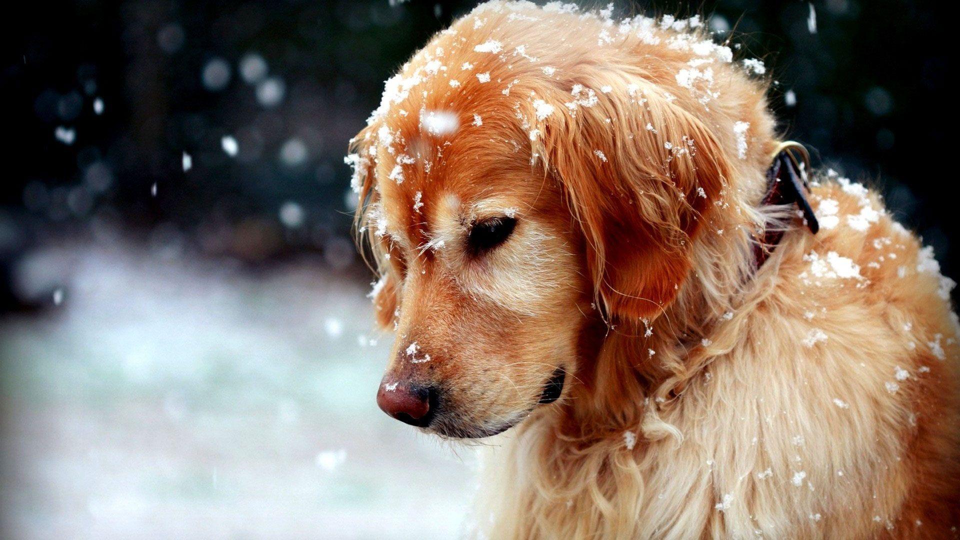 1920x1080 Winter Cute Dog Wallpaper