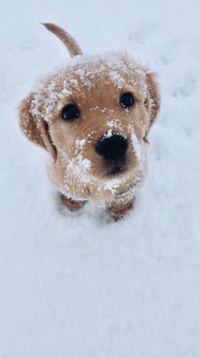 700x1246 for winter wallpaper and background for your screen. Cute dogs and puppies, Cute baby dogs, Super cute puppies