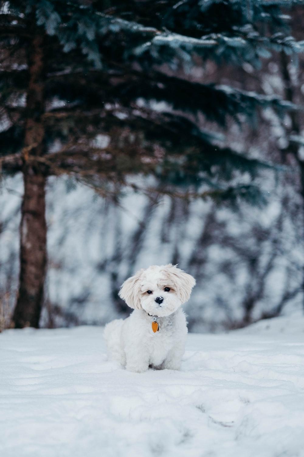 Cute Winter Dog Wallpapers Top Free Cute Winter Dog Backgrounds