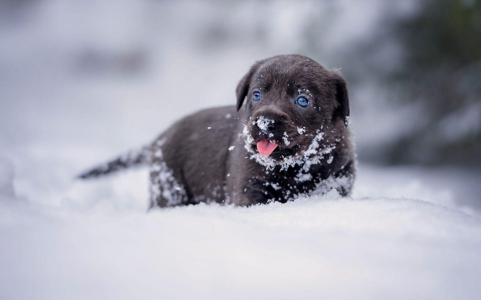 Cute Winter Dog Wallpapers Top Free Cute Winter Dog Backgrounds
