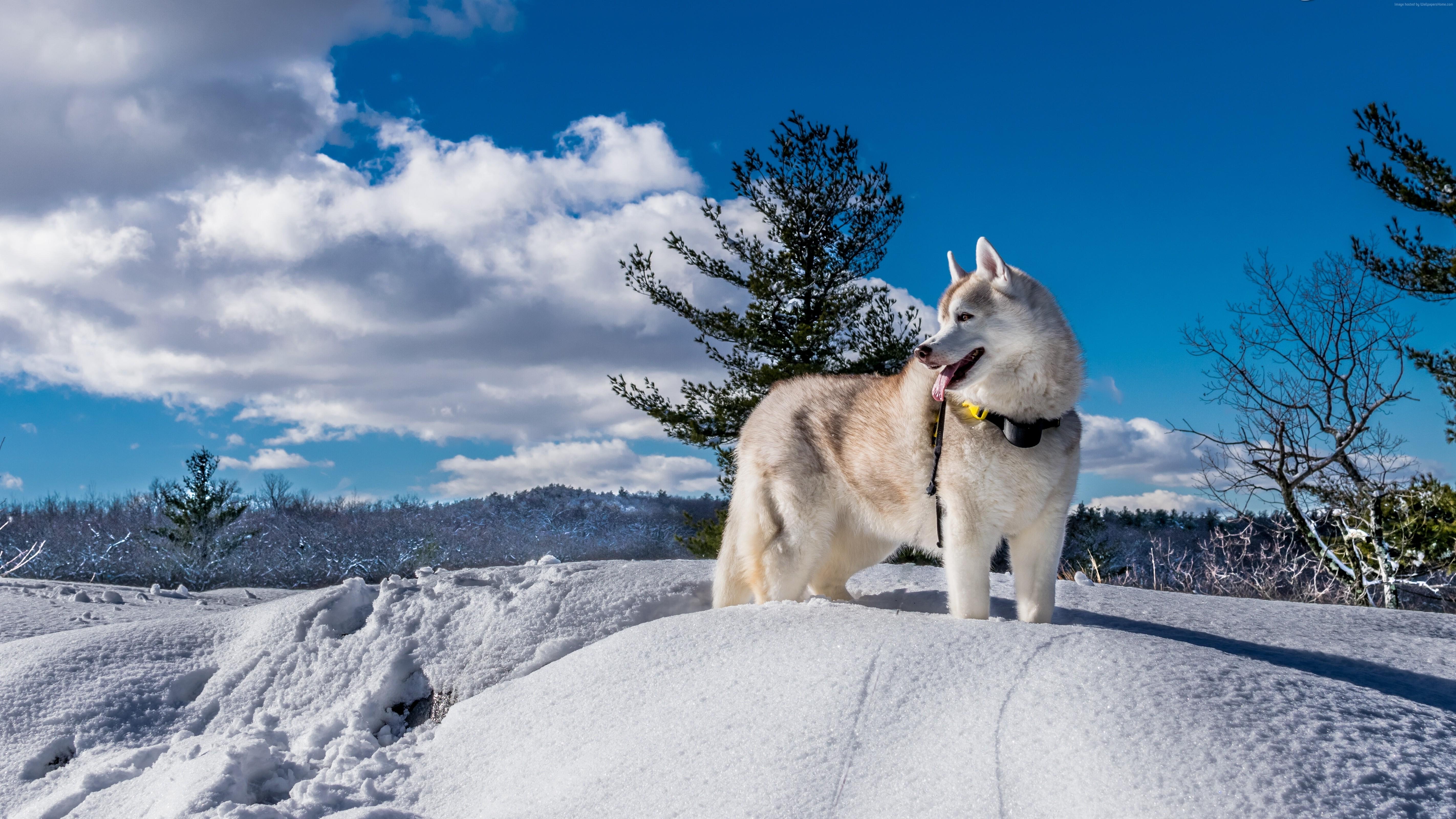 5689x3200 k, #winter, #husky, #snow, #dog, #cute animals HD Wallpaper
