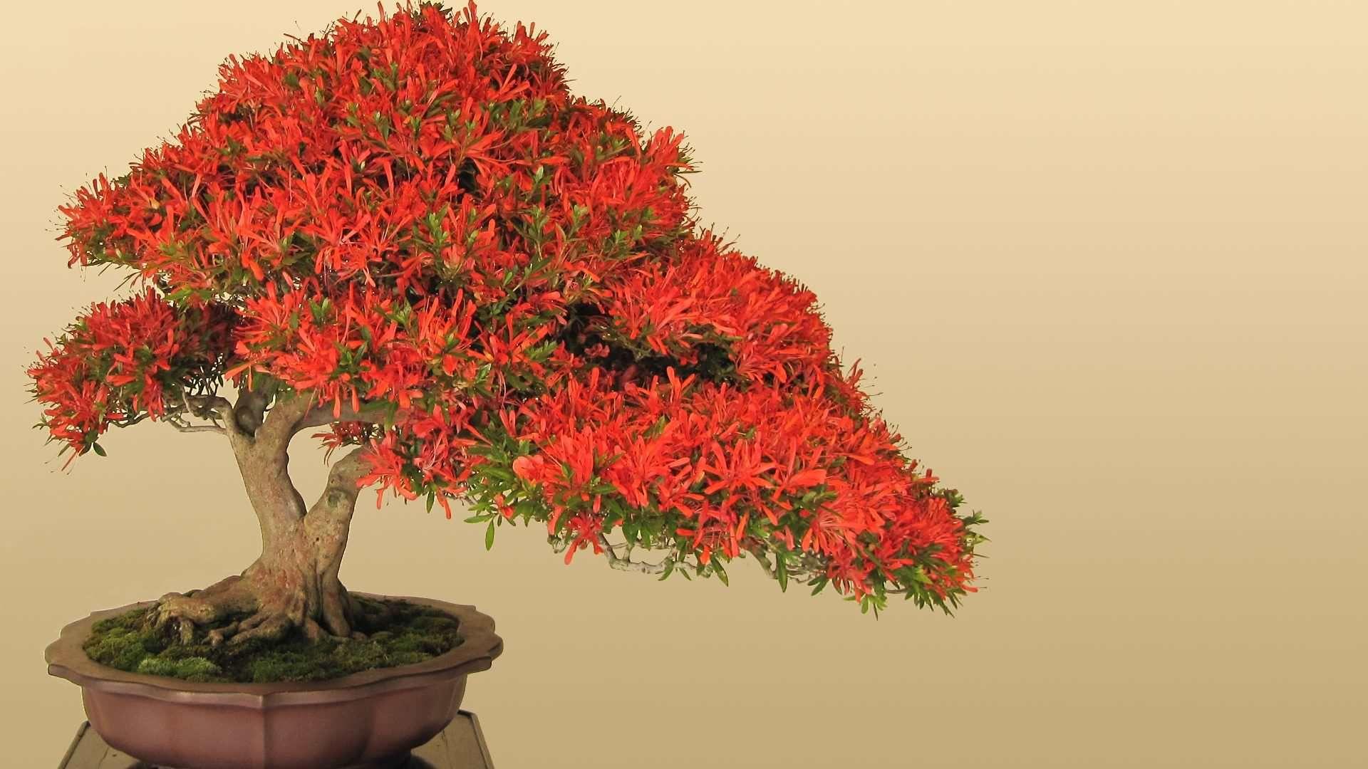 20+ Bonsai HD Wallpapers and Backgrounds