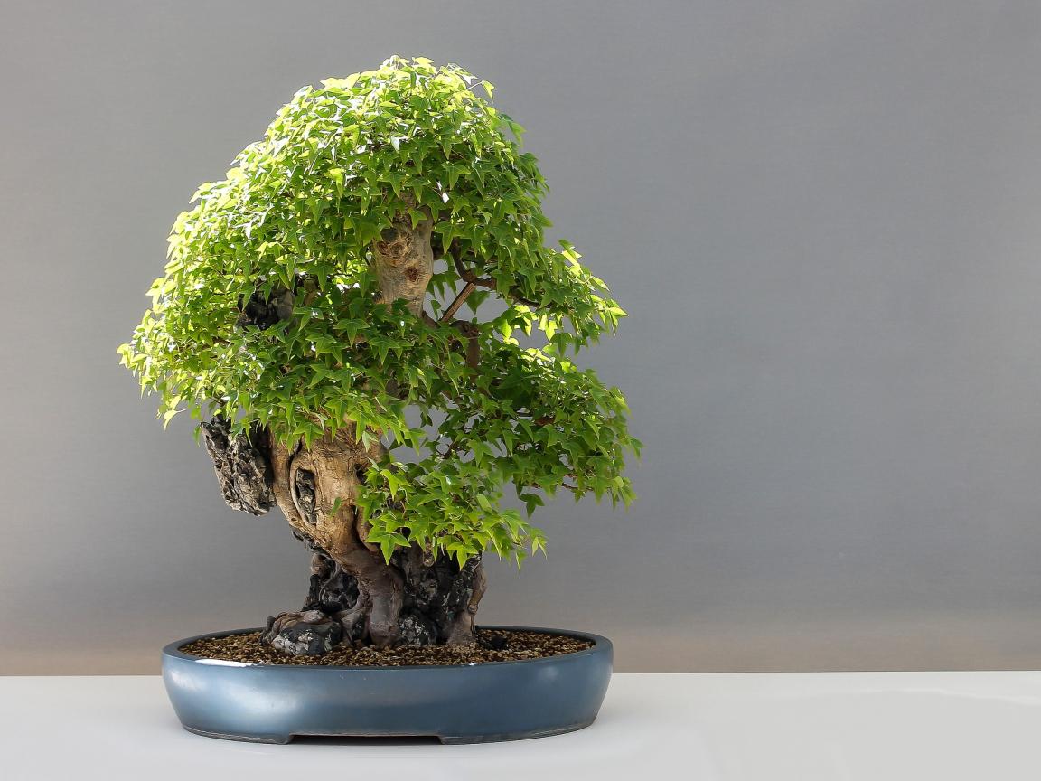 1152x864 Desktop Wallpaper Bonsai, Maple Tree, Pot, HD Image, Picture, Background, Vzbruo