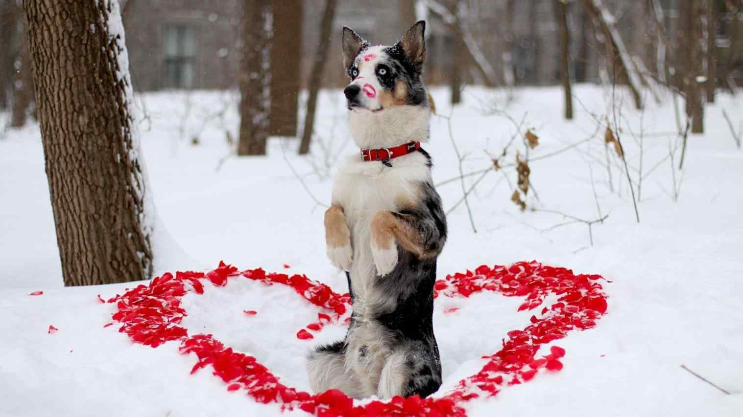 1517x853 Winter Dogs Wallpaper