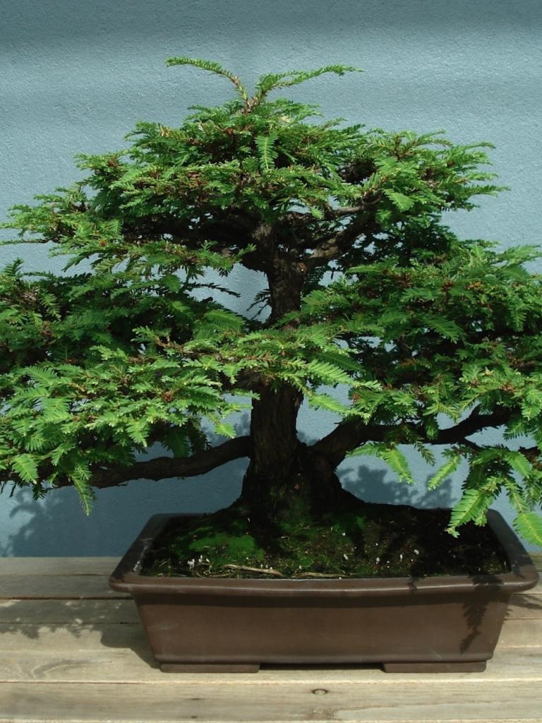 768x1024 Free download Bonsai Wallpaper Trident Maple Bonsai [1920x1440] for your Desktop, Mobile & Tablet. Explore Bonsai Wallpaper. Bonsai Wallpaper for Android, Bonsai Wallpaper Murals