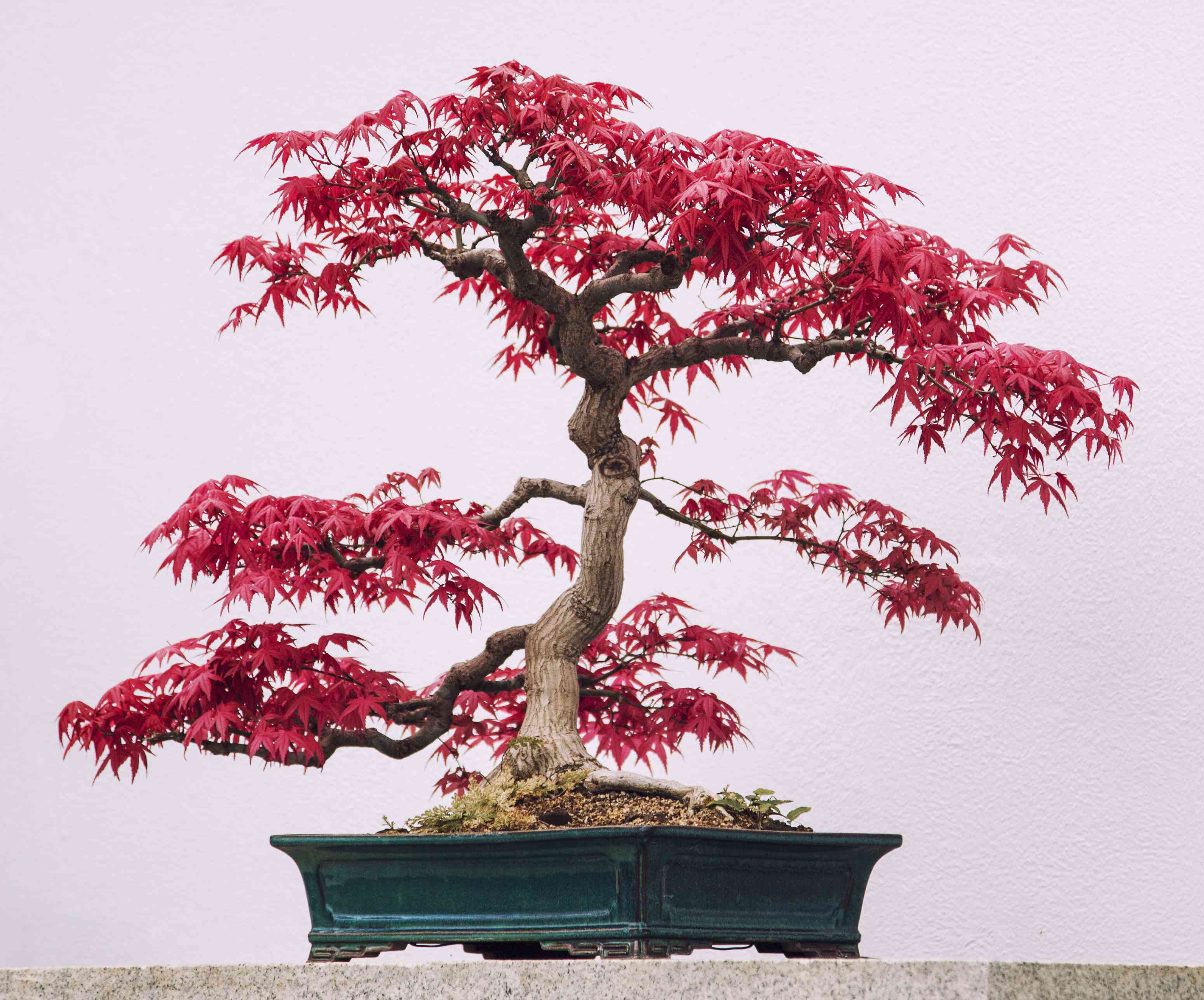 3099x2574 Trees that Make Good Bonsai Specimens