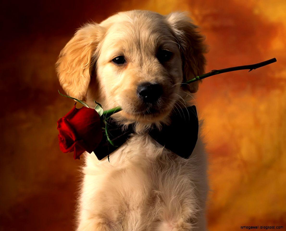 1190x962 Cute Dog Wallpaper Picture