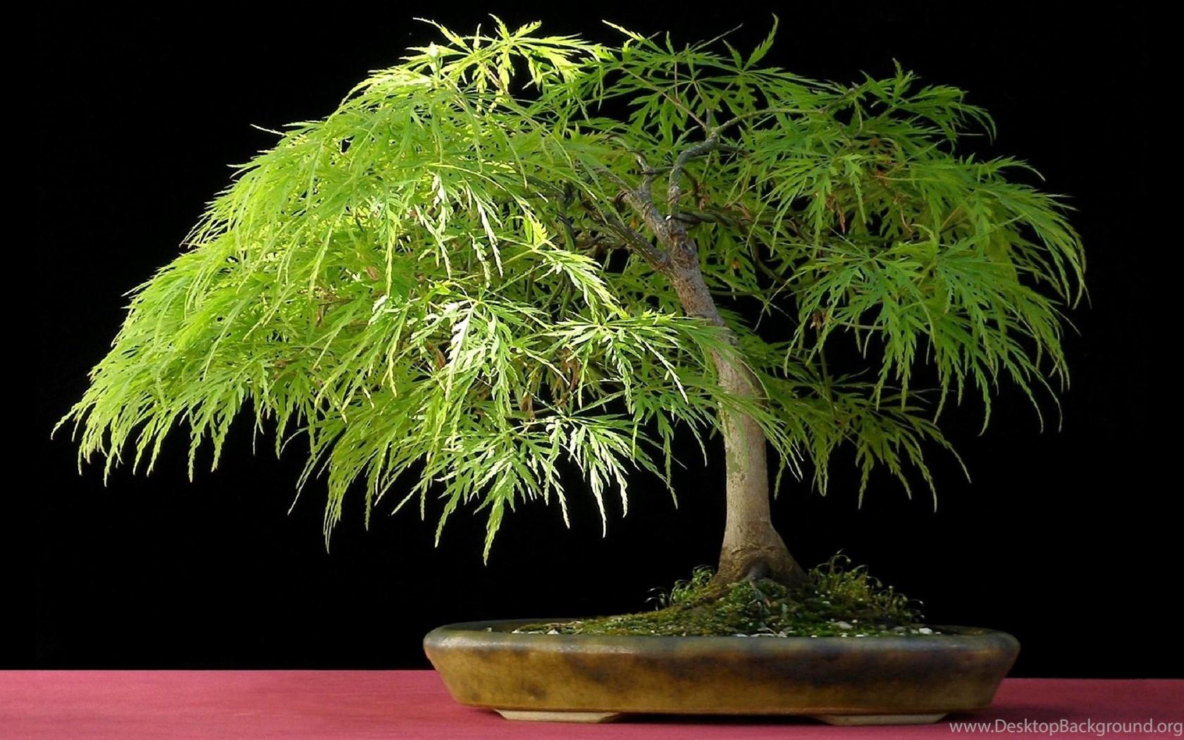 1680x1050 Bonsai Tree Windows 10 Wallpaper Desktop Background