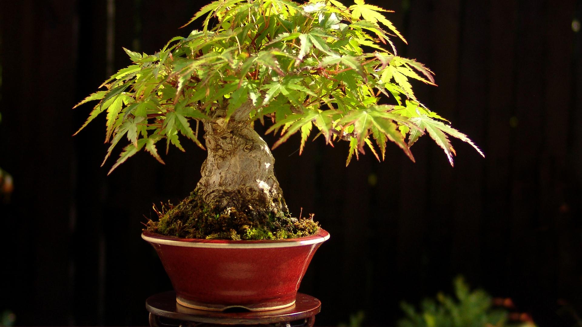 1920x1080 Bonsai HD Wallpaper
