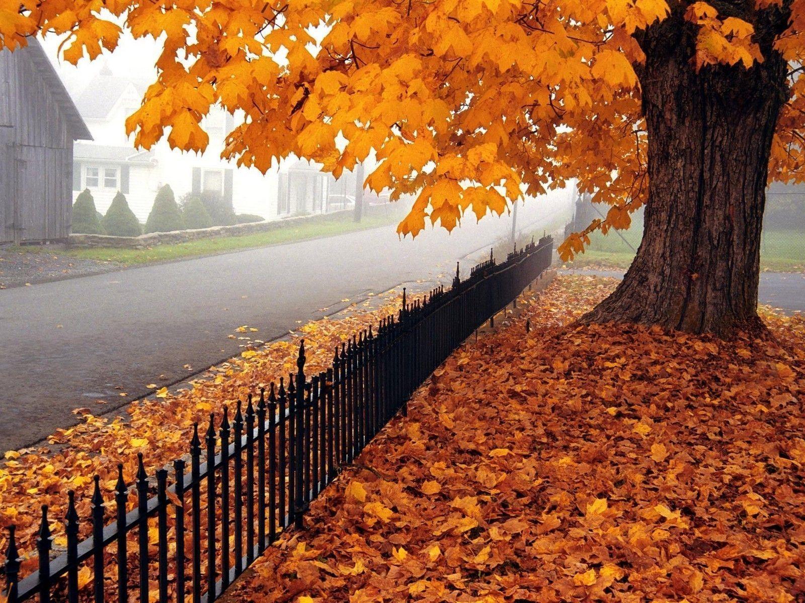 1600x1200 Maple Tree Wallpaper