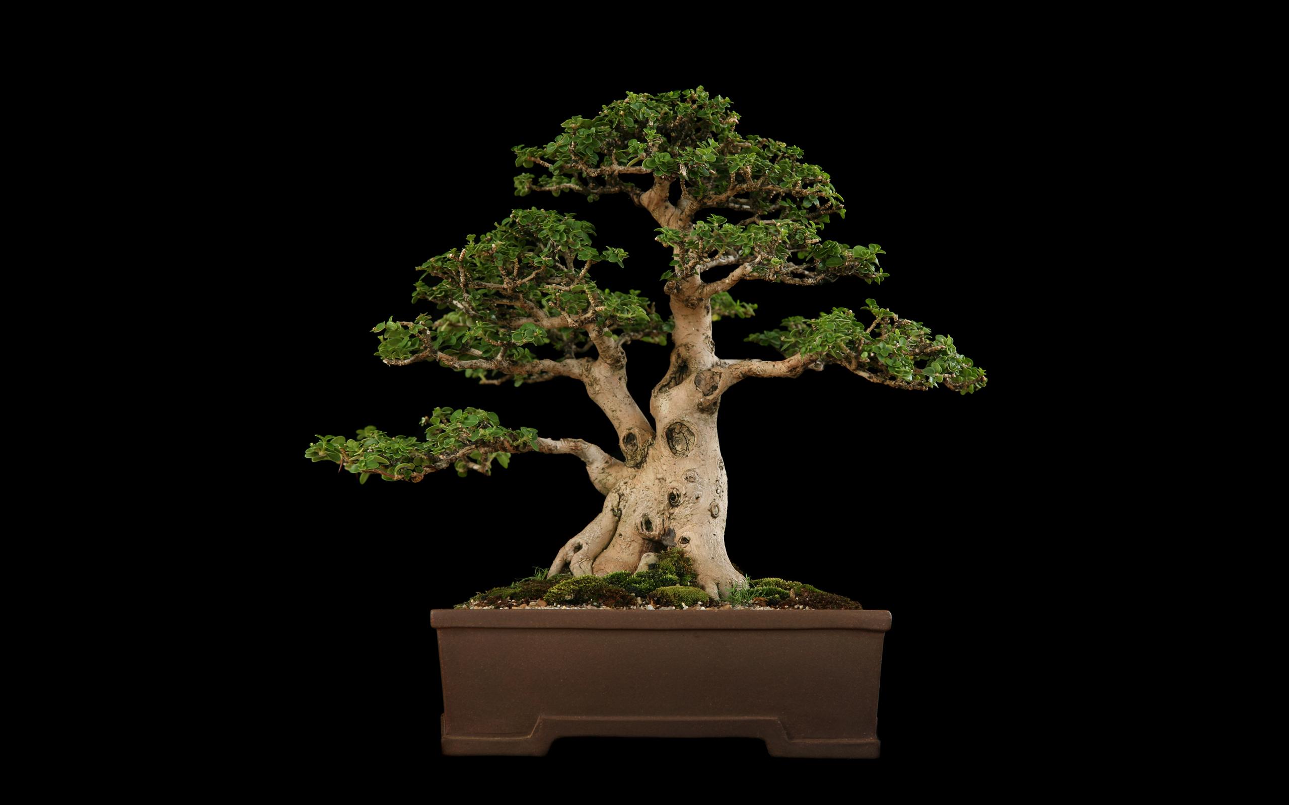 2560x1600 Bonsai Tree Wallpaper for Desktop