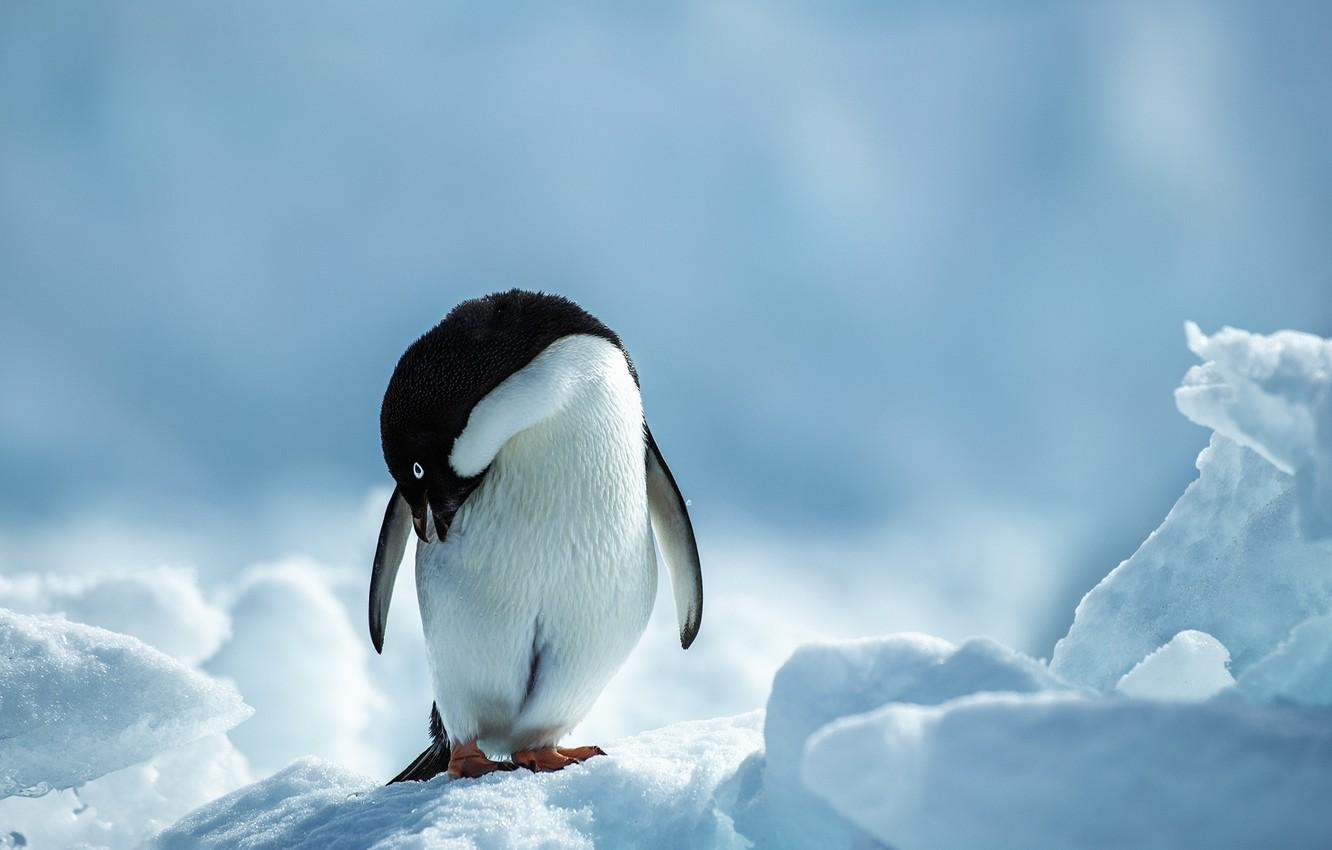 1332x850 Wallpaper cold, winter, snow, penguin image for desktop, section животные