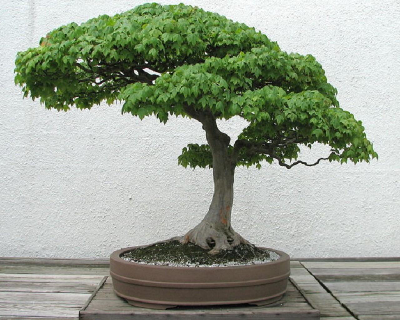 1280x1024 Free download Trees Bonsai Wallpaper 1280x1024 Trees Bonsai [1280x1024] for your Desktop, Mobile & Tablet. Explore Bonsai Tree Wallpaper. Bonsai Wallpaper for Android, Bonsai Wallpaper Murals