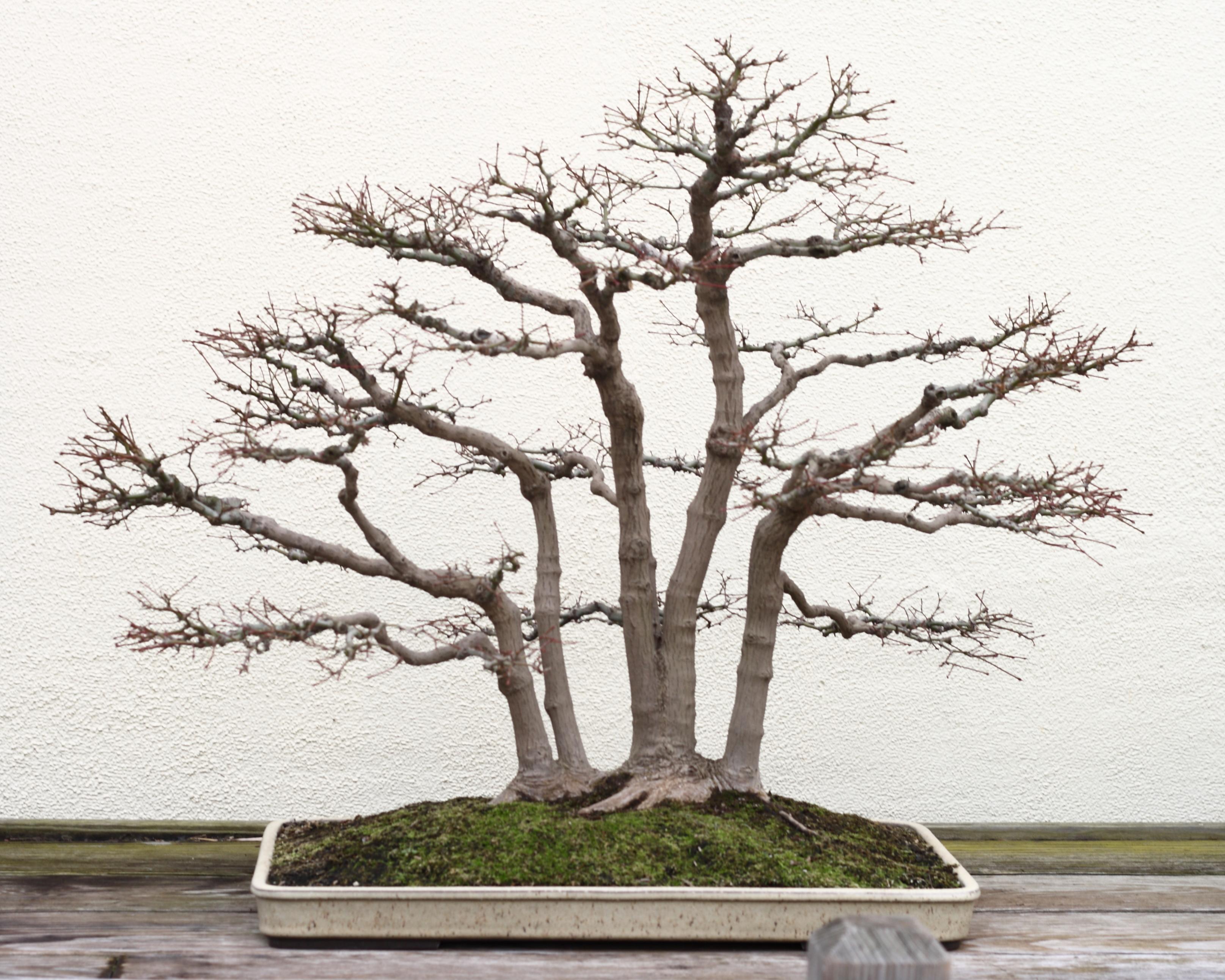 3230x2585 Japanese Maple bonsai December