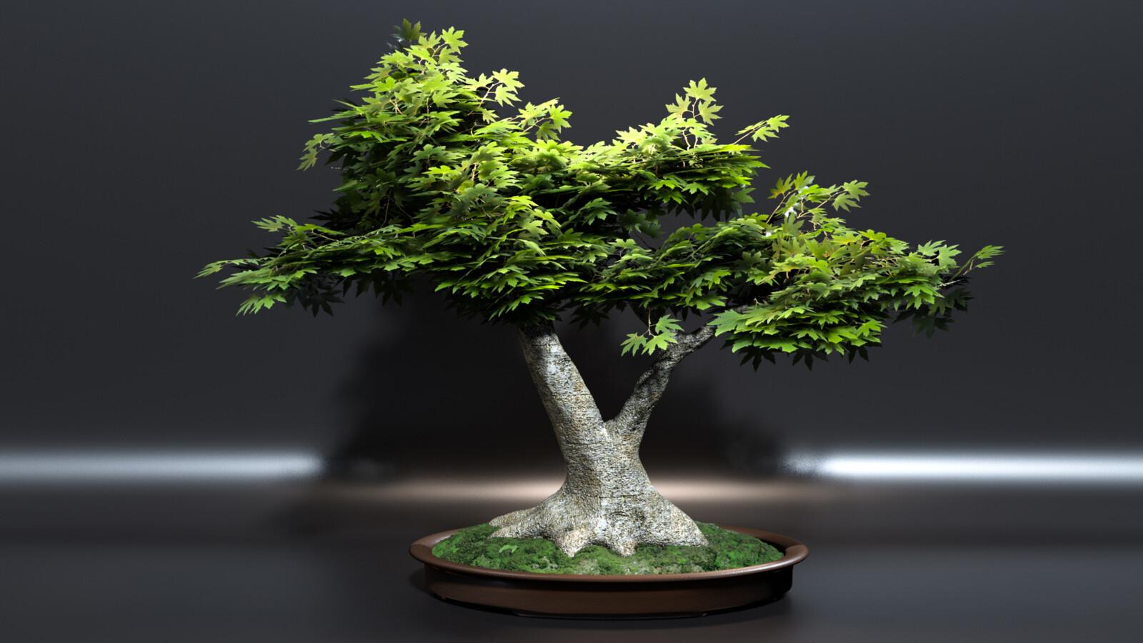 1600x900 Japanese Green Maple Bonsai, Ethan Bloxham