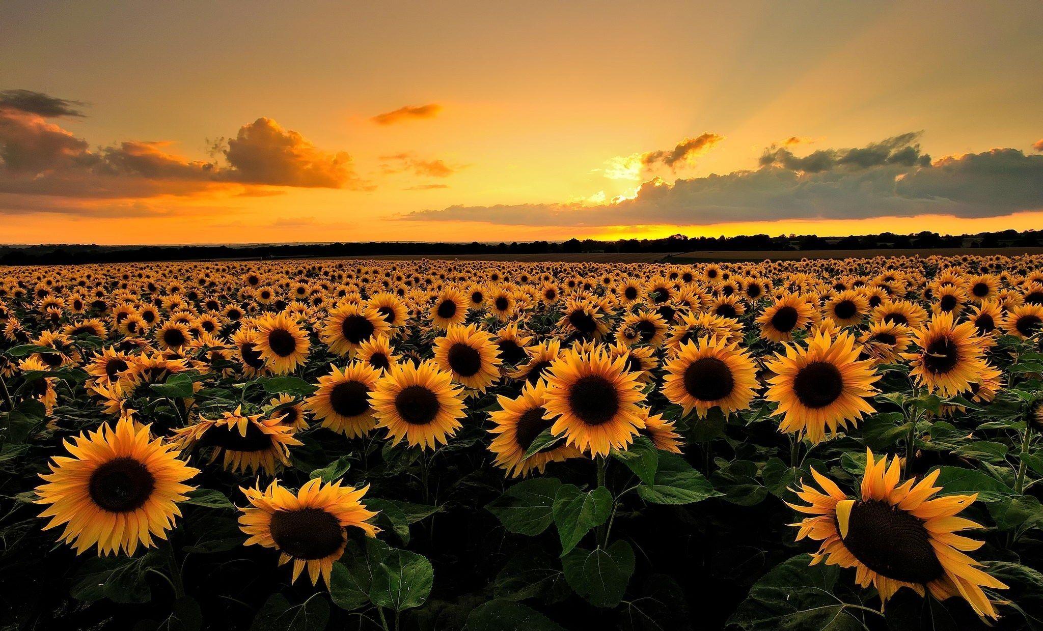2048x1240 Laptop Sunflower Tumblr Wallpaper