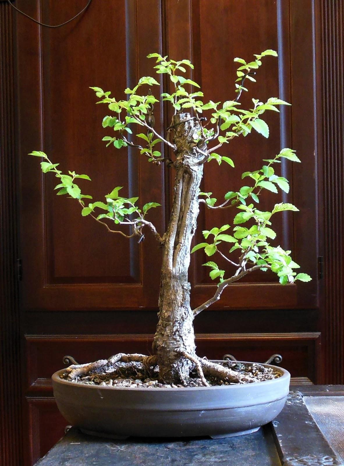 1182x1600 Bonsai Tree: Beautiful American Elm Bonsai Photo