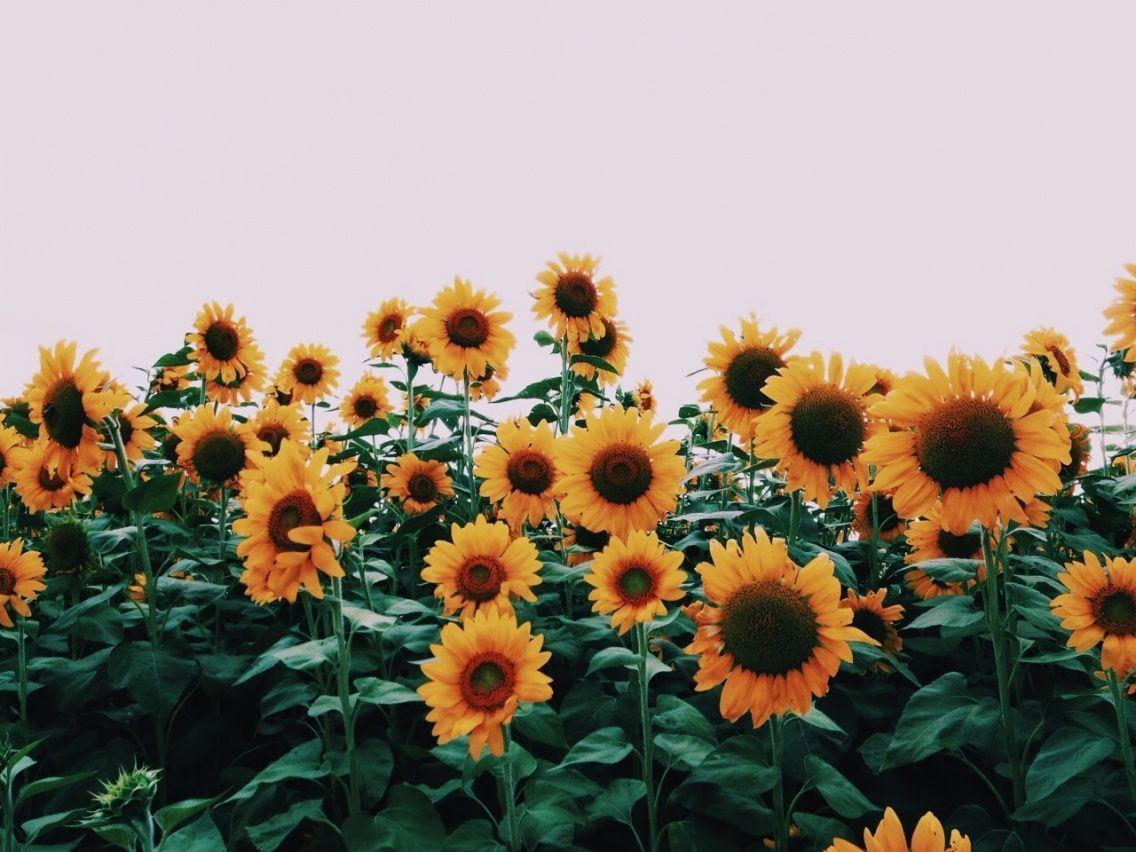 1136x852 VSCO Sunflower Wallpaper, HD VSCO Sunflower Background on WallpaperBat