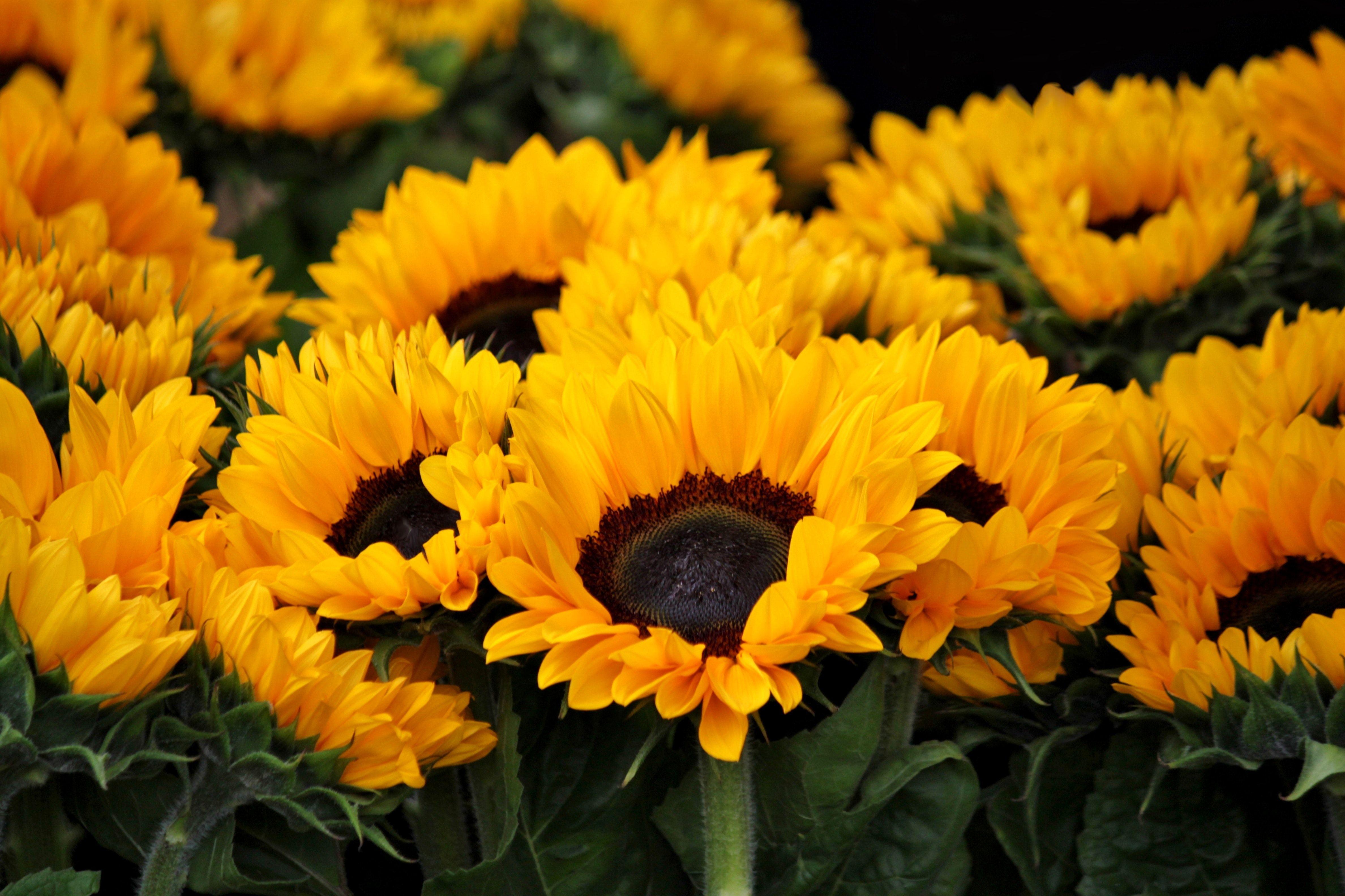 4752x3168 Sunflower Aesthetic Wallpaper