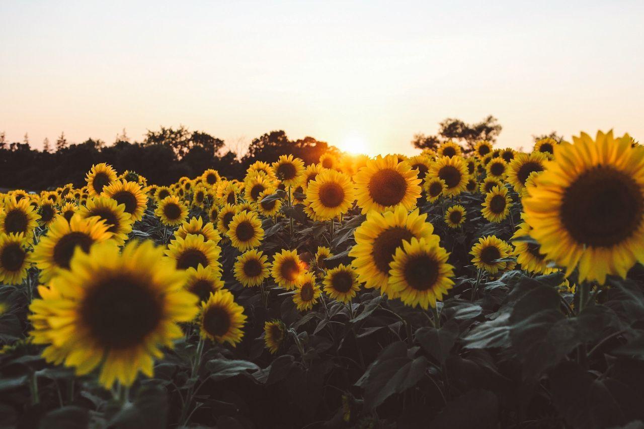 1280x853 Desktop Aesthetic Sunflower Wallpaper