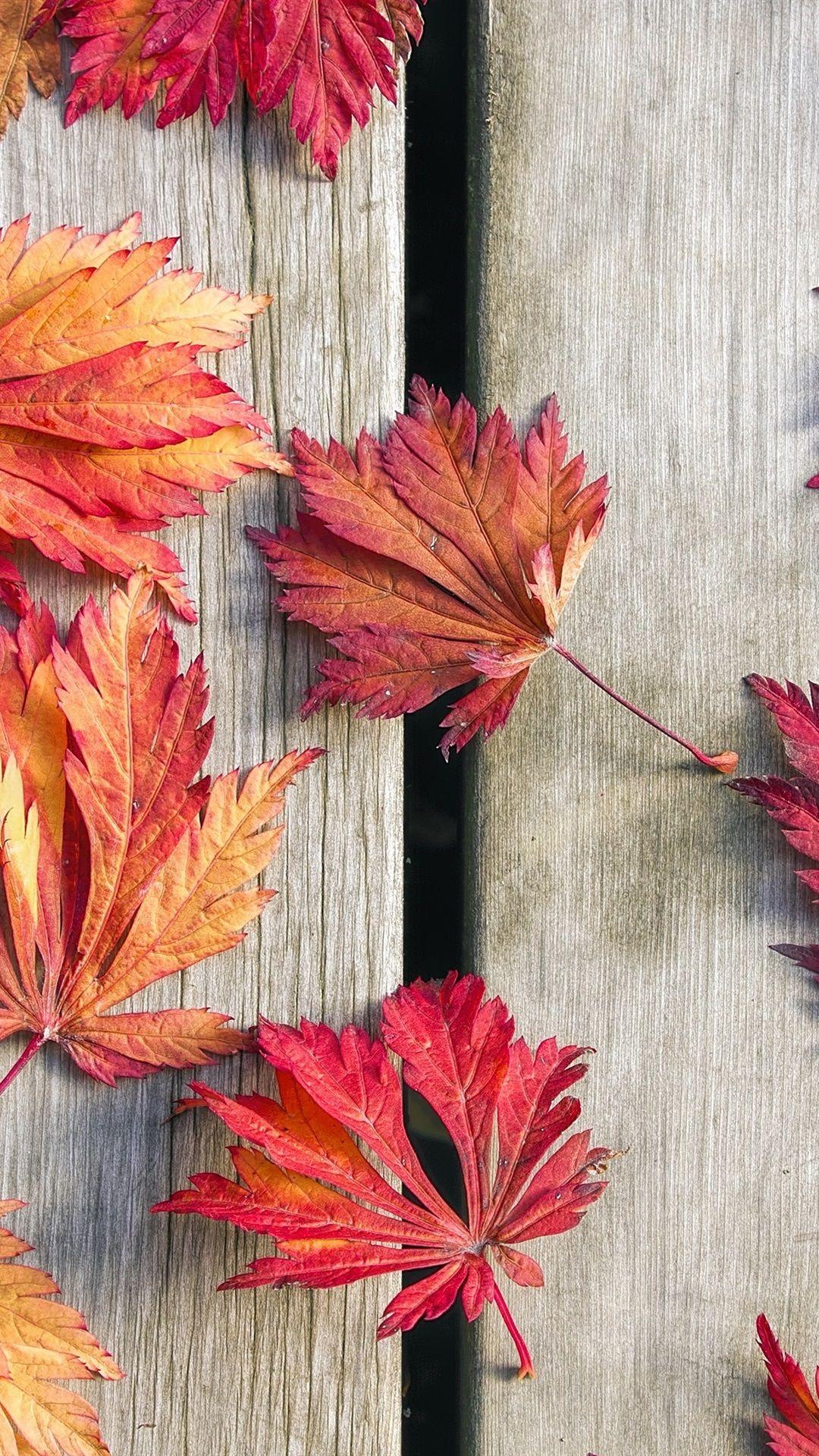 1080x1920 Maple Leaves Wallpaper