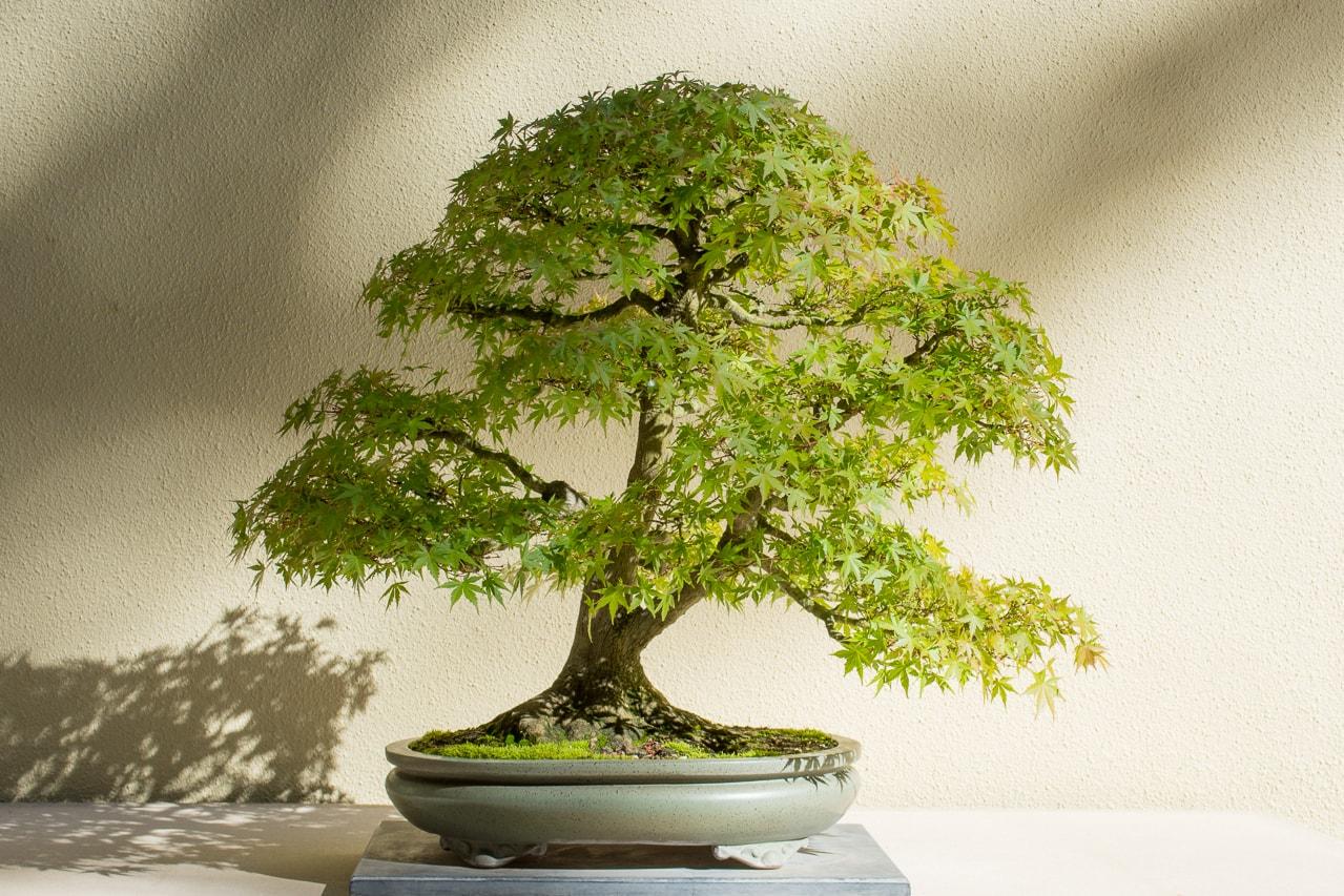 1279x853 Early fall at the Pacific Bonsai Museum