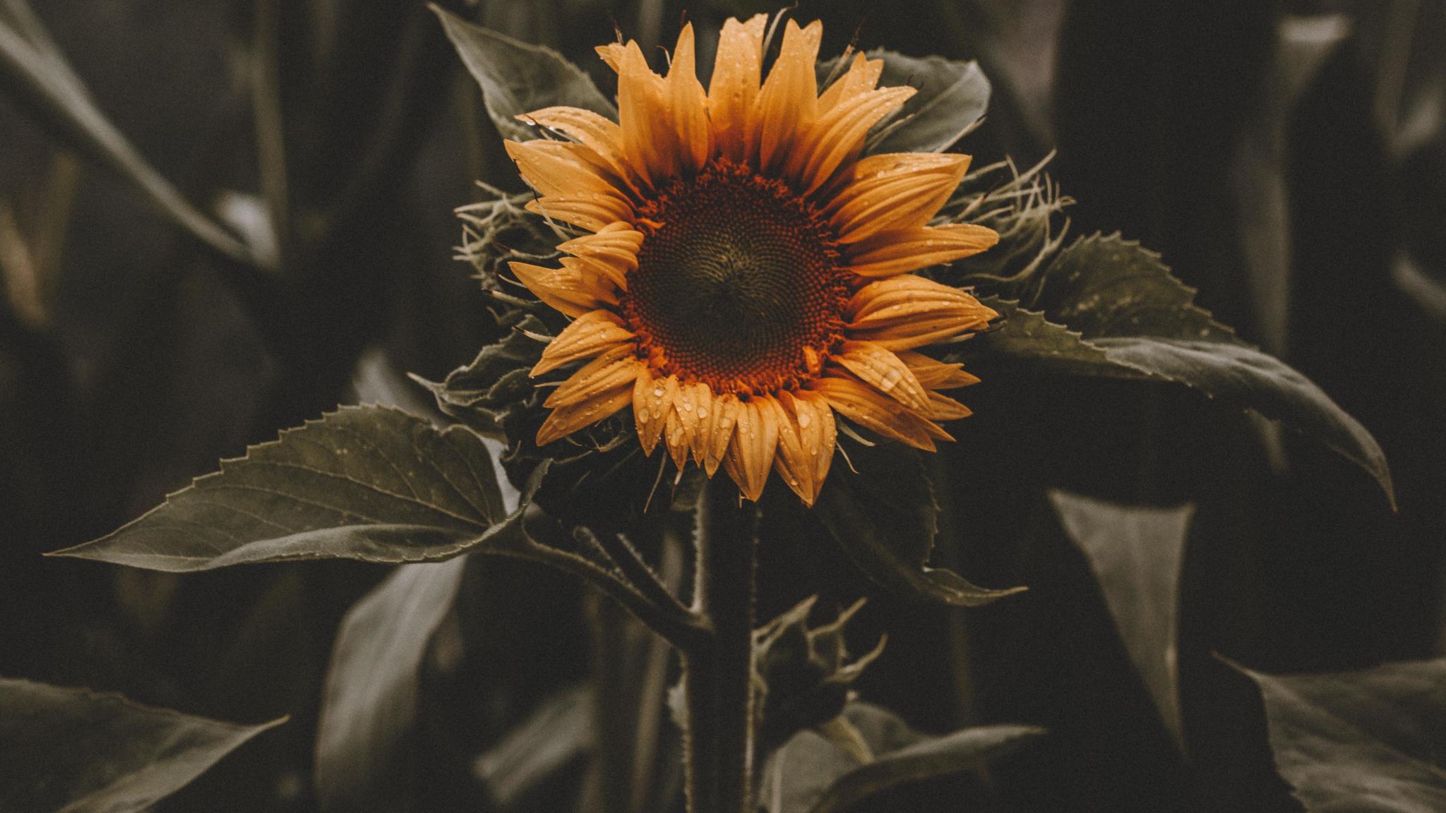 2048x1152 Download 2048x1152 wallpaper beautiful, bloom, sunflower, yellow, dual wide, widescreen, 2048x1152 HD image, background, 9086