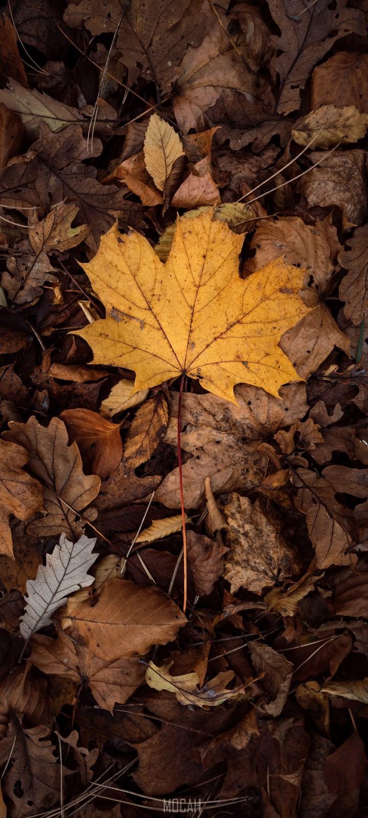720x1600 Leaf, Maple Leaf, Tree, Deciduous, Brown, Xiaomi Redmi 9C NFC wallpaper HD download, 720x1600. Mocah HD Wallpaper