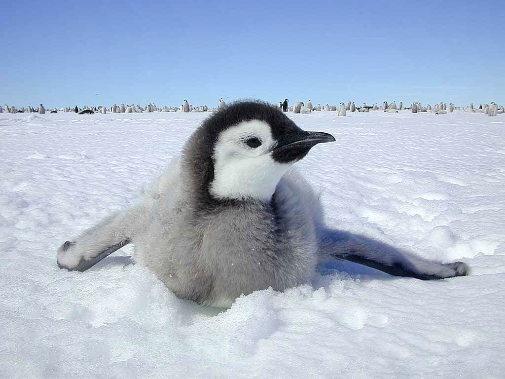 1024x768 Penguin Wallpaper, HD Penguin Background