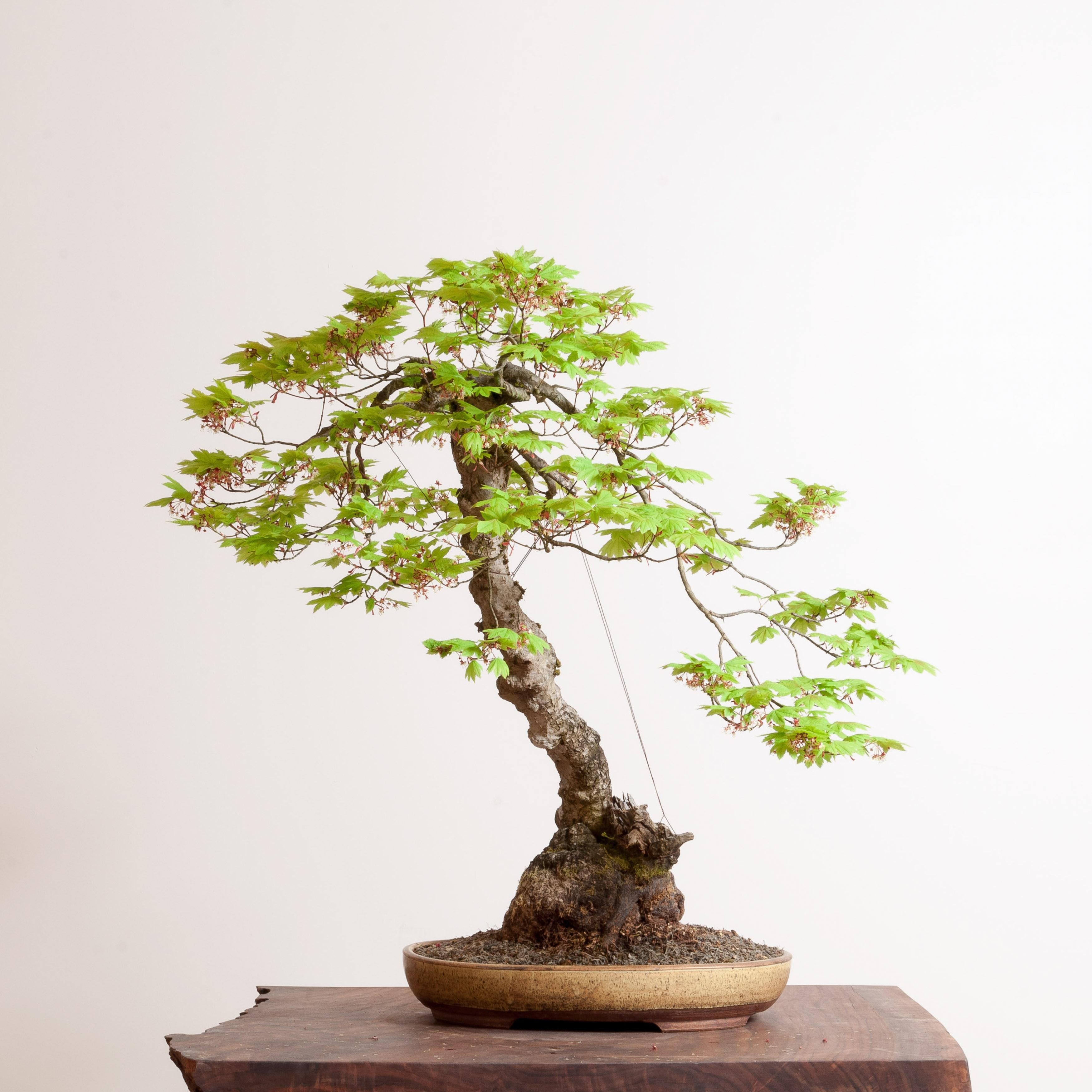 3500x3500 Bonsai Tree by Ryan Neil's Bonsai Mirai in Oregon