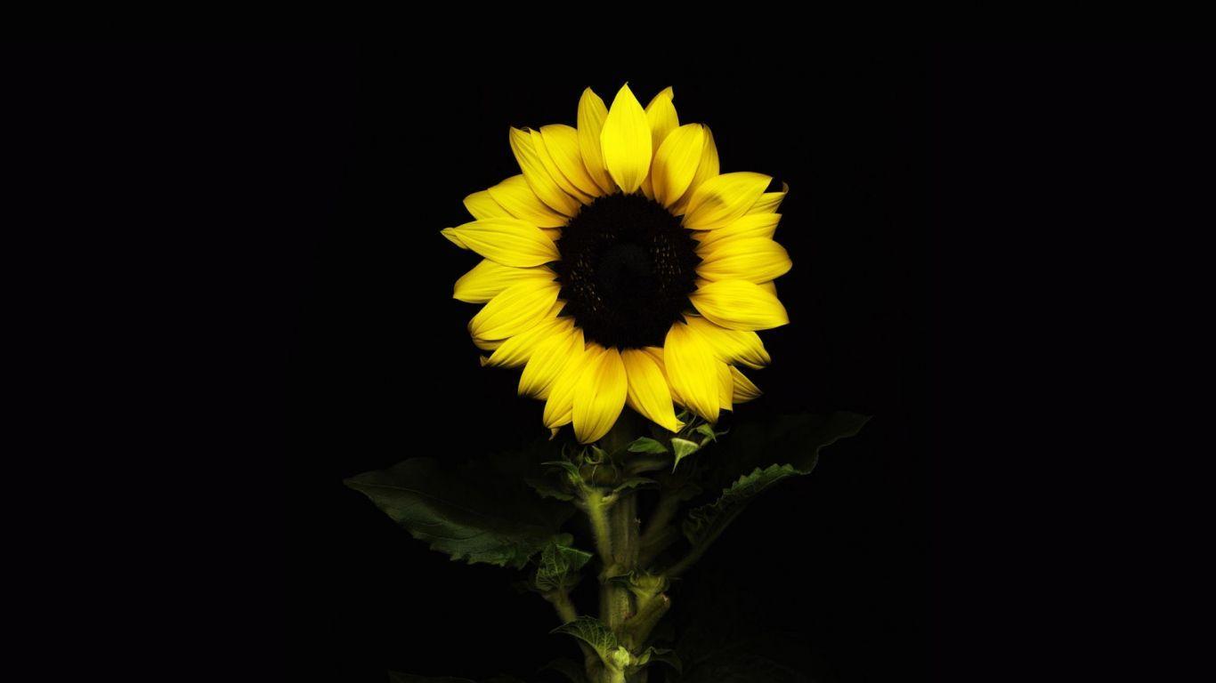 1366x768 Sunflower Desktop Wallpaper Free
