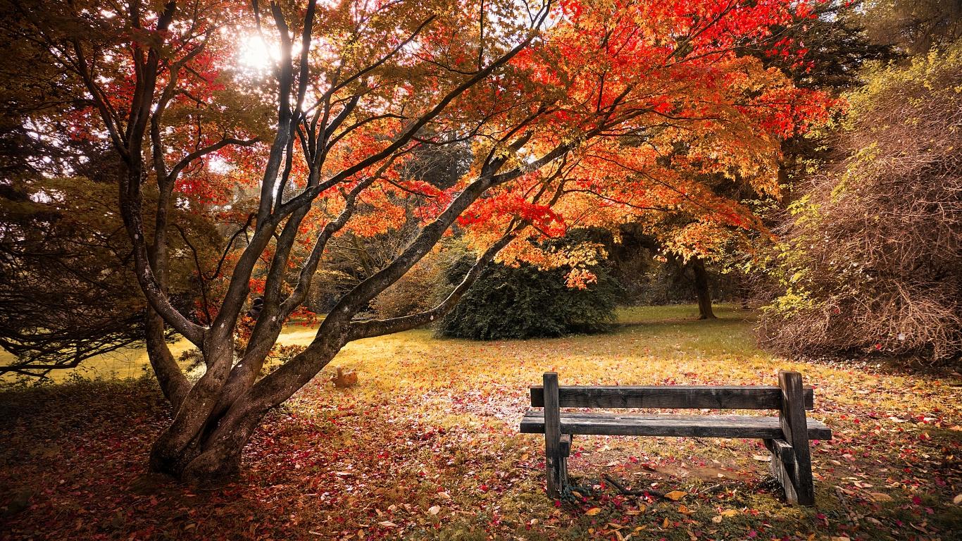 1366x768 Maple trees Wallpaper 4K, Autumn leaves, Wooden bench, Beautiful, Scenery, Nature