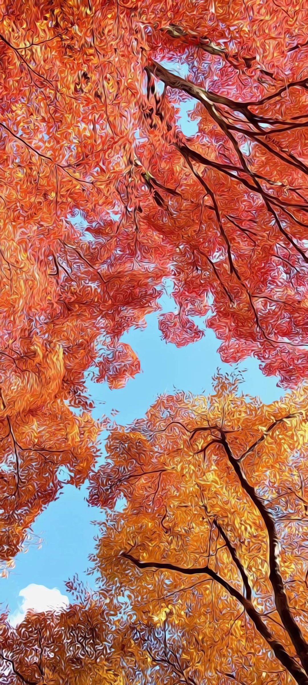 1080x2400 Wallpaper Maple Leaf, Autumn, Tree, Twig, Trunk, Background Free Image
