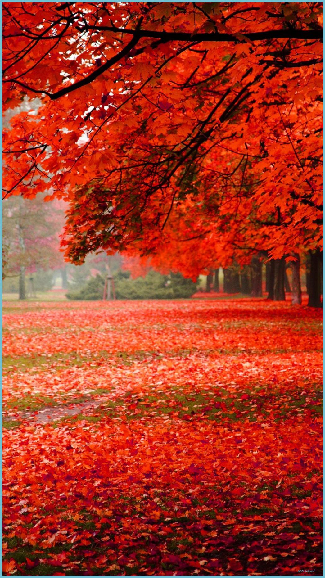 Maple Leaf Tree Wallpapers - Top Free Maple Leaf Tree Backgrounds ...