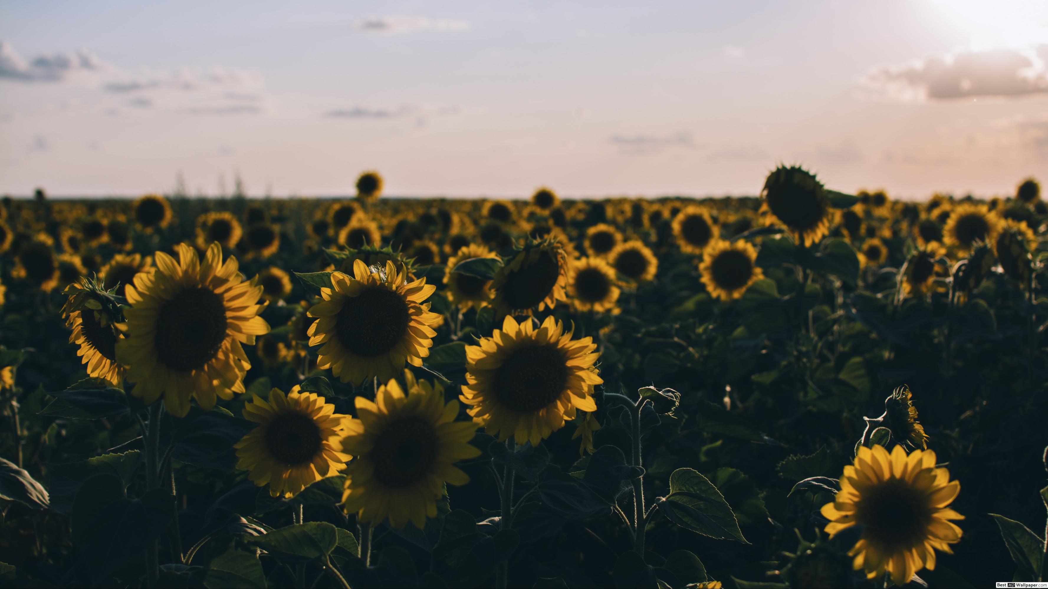 3554x1999 Sunflower field background HD wallpaper download