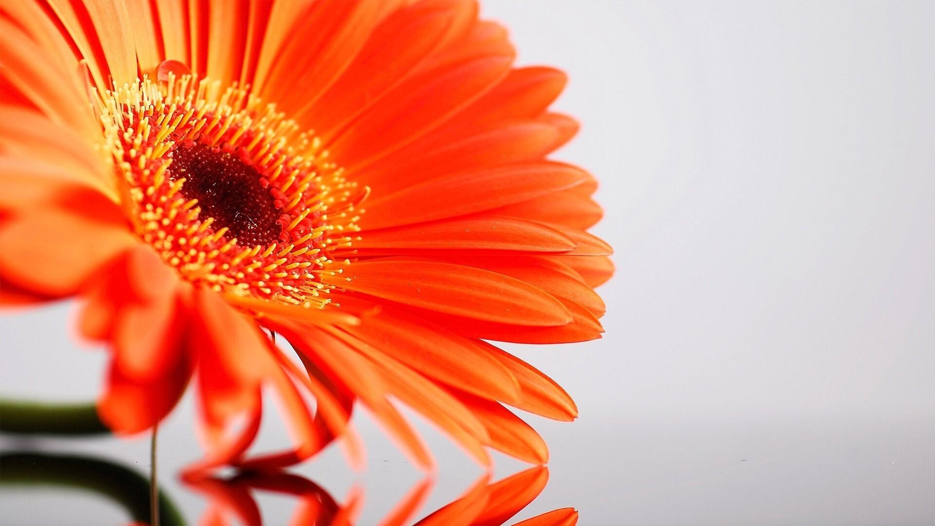 1920x1080 Amazing Sunflower HD Desktop Background Wallpaper for Laptop