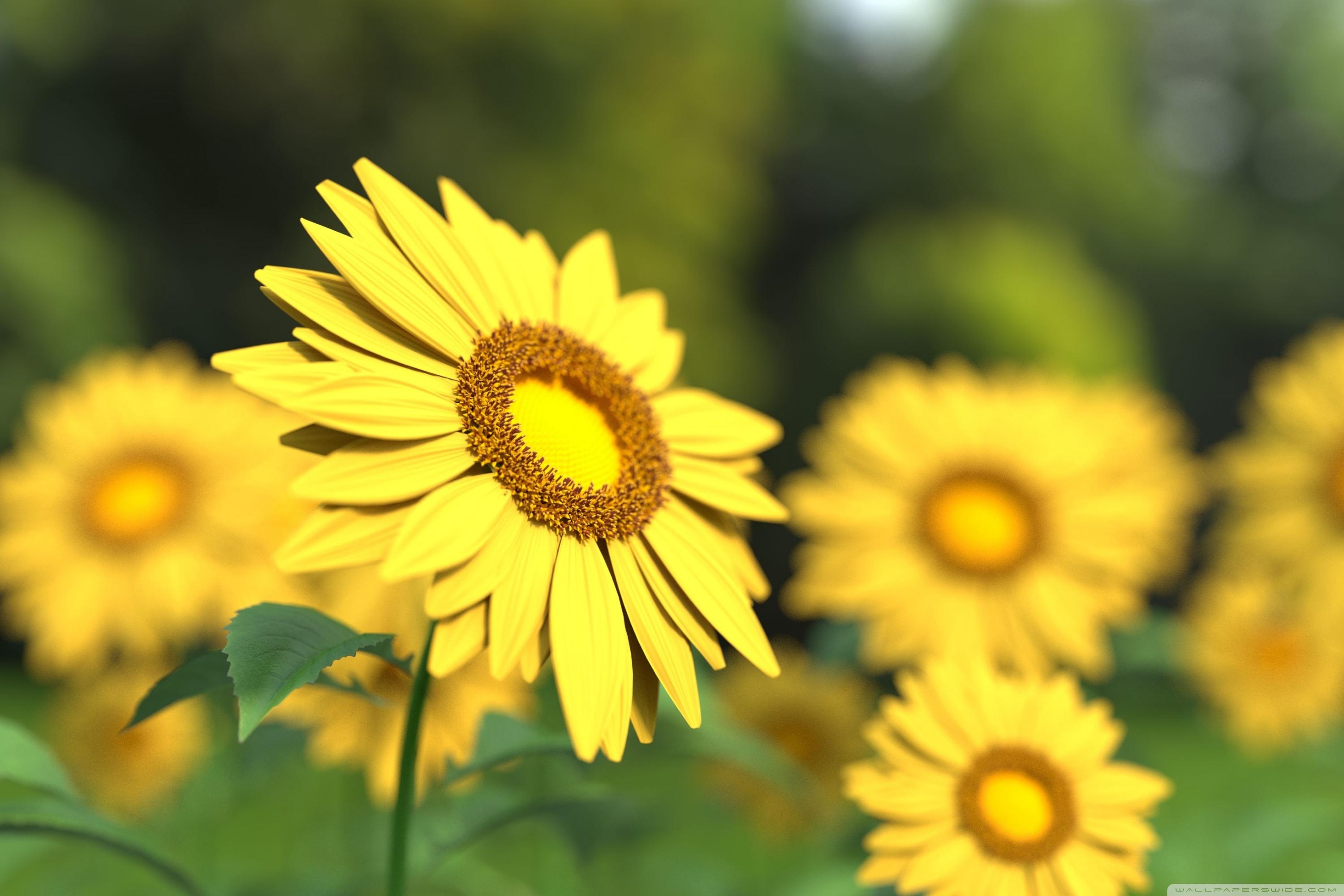 3000x2000 Sunflowers 3D Ultra HD Desktop Background Wallpaper for 4K UHD TV : Widescreen & UltraWide Desktop & Laptop : Multi Display, Dual Monitor : Tablet