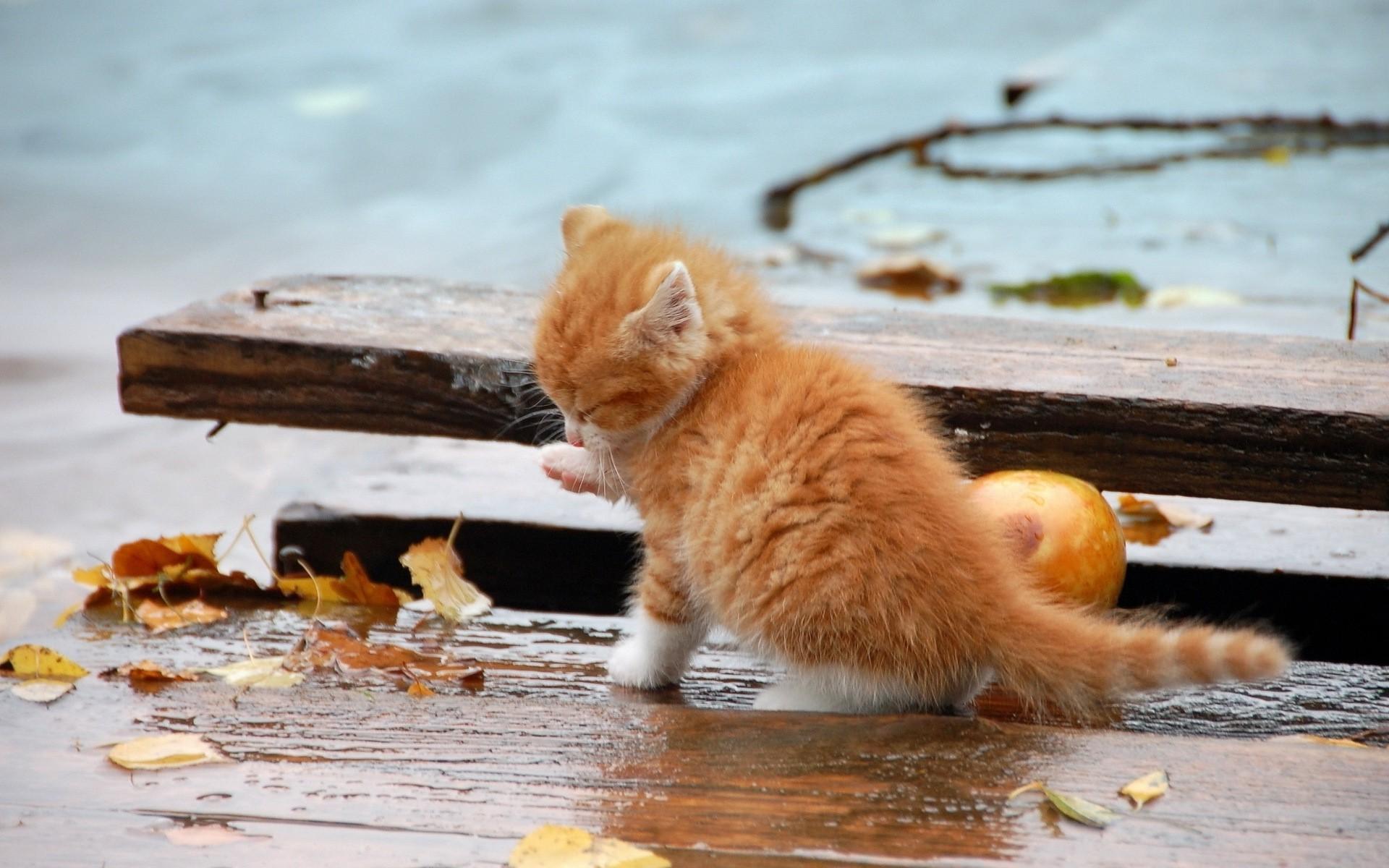 1920x1200 Small Orange Kitten in the Rain wallpaper. Small Orange Kitten in the Rain