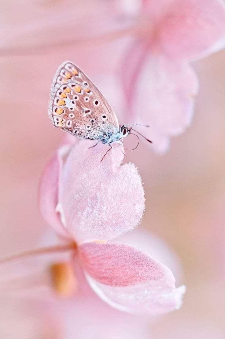 736x1107 Virginia