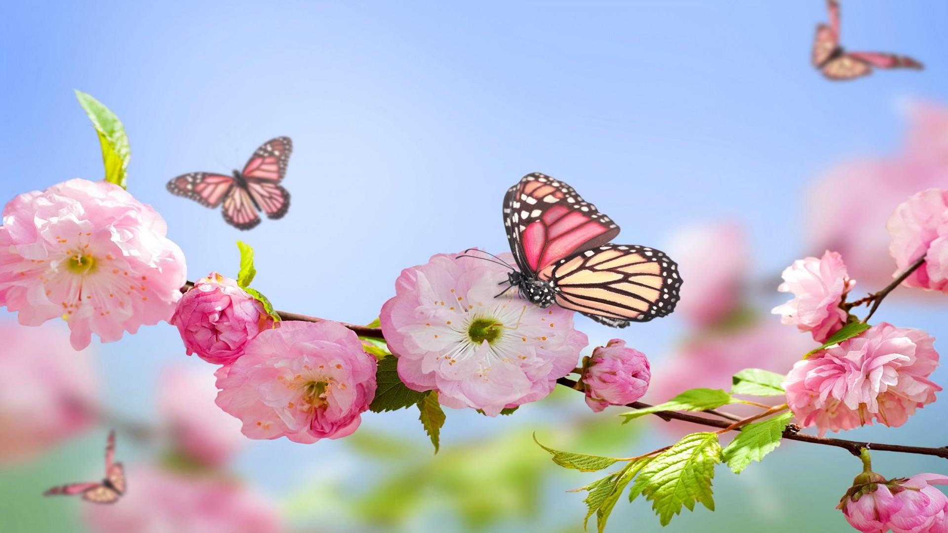 1920x1080 Spring Pink Flowers Butterflies Blue Sky 2560x1600 :