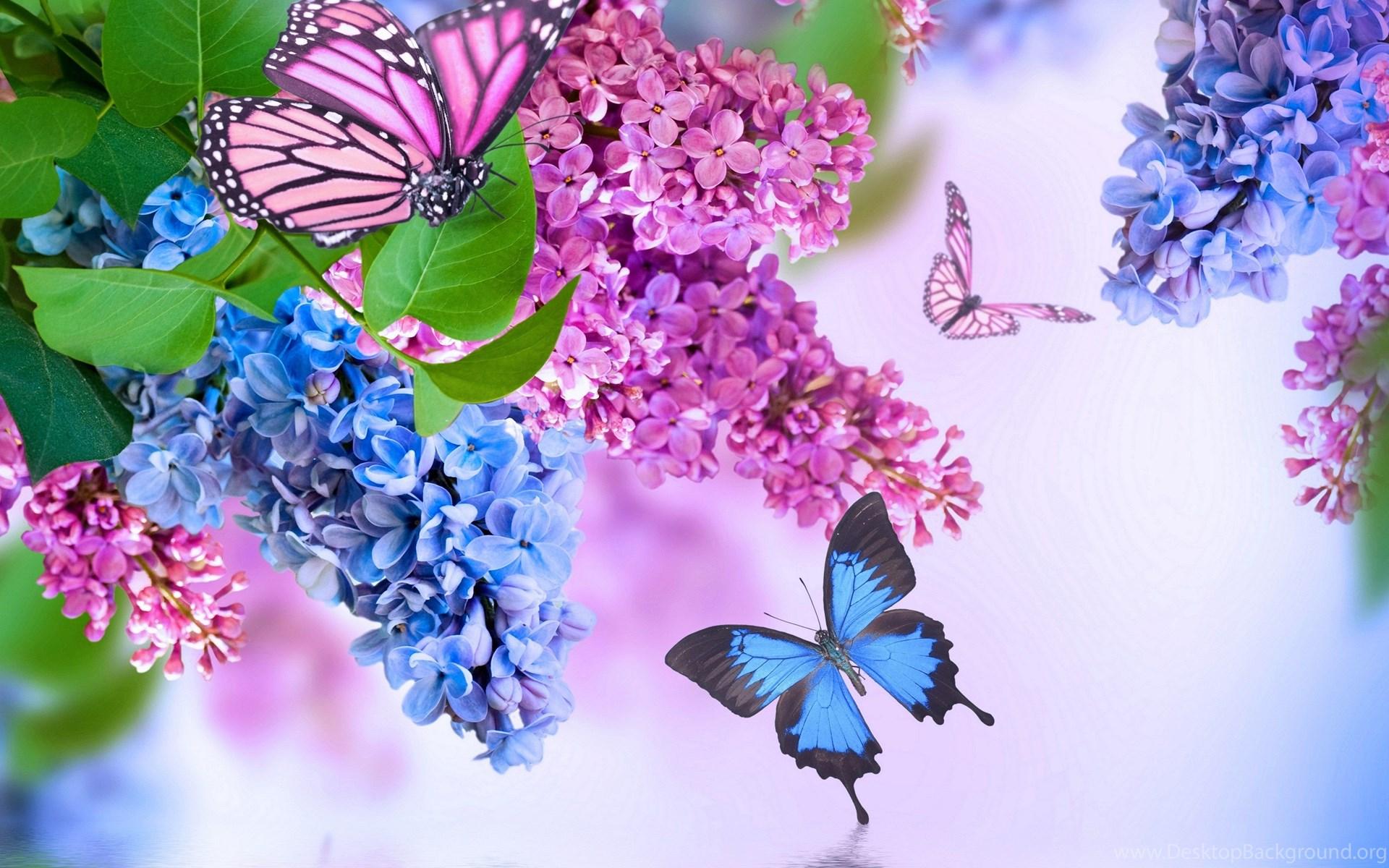 1920x1200 Insects Butterflies Lilac Animals Flowers Butterfly Wallpaper. Desktop Background