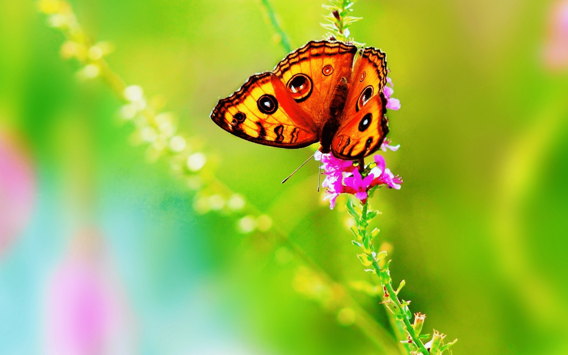 1920x1200 Bright & Colorful Butterfly Wallpaper. Beautiful butterflies, Butterfly wallpaper, Butterfly wallpaper background