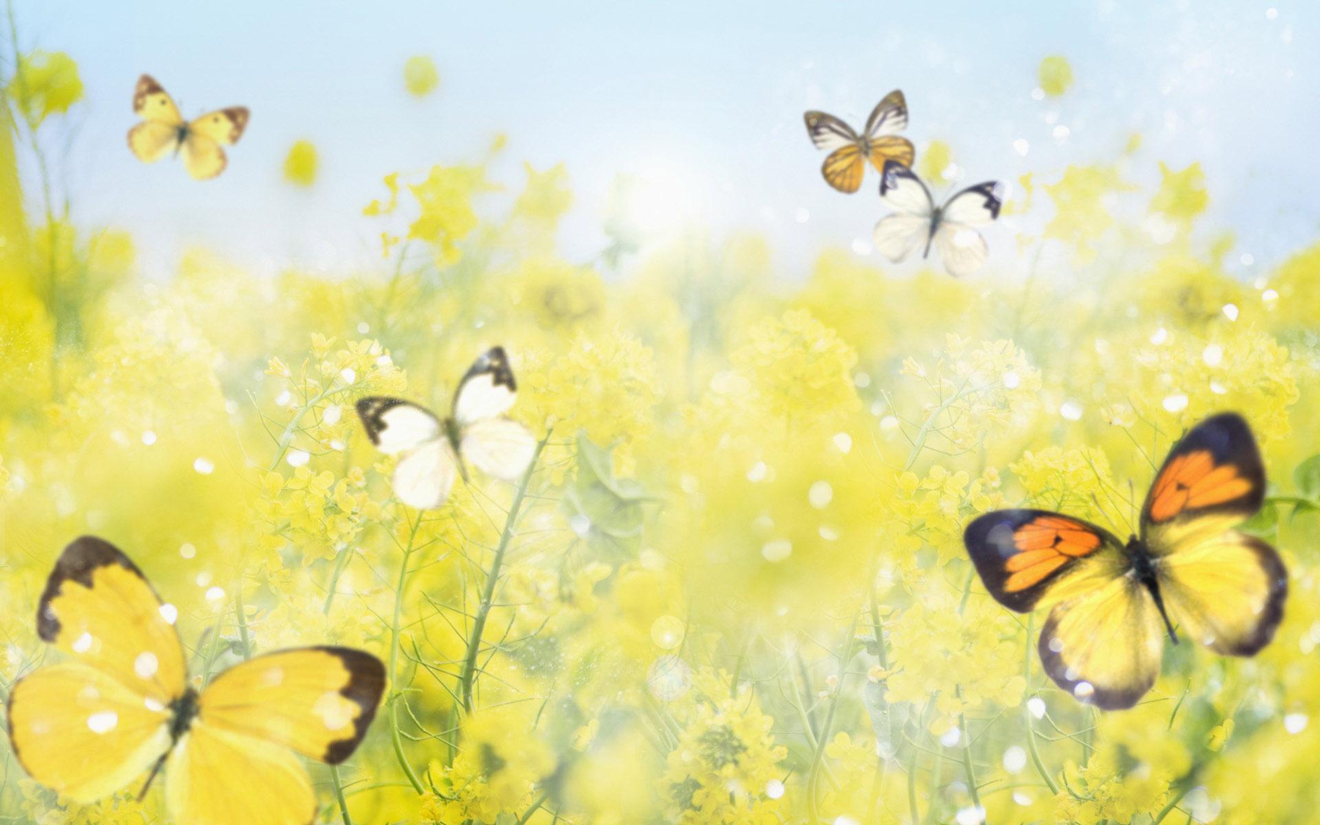 1920x1200 Free download Yellow Butterfly Wallpaper Beautiful Butterflies With Flowers [1920x1200] for your Desktop, Mobile & Tablet. Explore Beautiful Butterfly Wallpaper Desktop. Beautiful Butterfly Wallpaper, Beautiful Butterfly Wallpaper, Beautiful