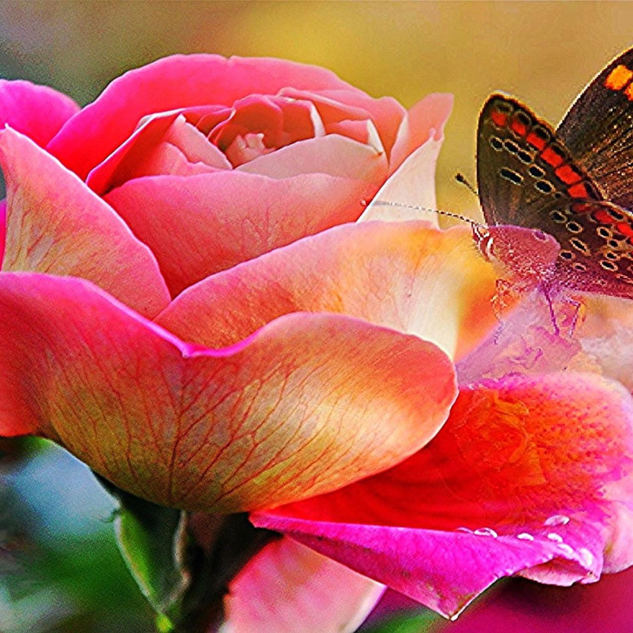 1280x1280 Painted Lady butterfly on pink Rose wallpaper, butterfly, rose • Wallpaper For You HD Wallpaper For Desktop & Mobile