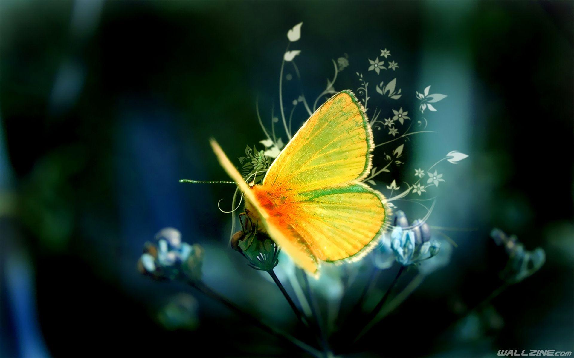 Yellow Butterfly Desktop Wallpapers Top Free Yellow Butterfly Desktop