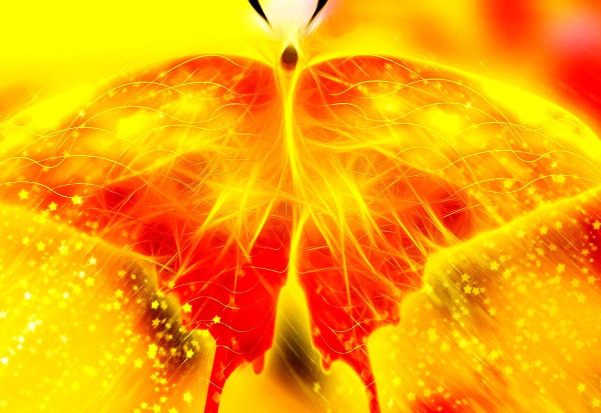 1200x825 Butterfly, Yellow, Oranges wallpaper. Download Best Free picture