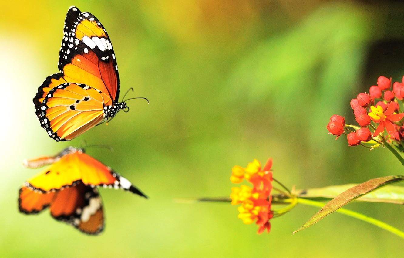 1332x850 Wallpaper color, butterfly, flowers, bright image for desktop, section животные