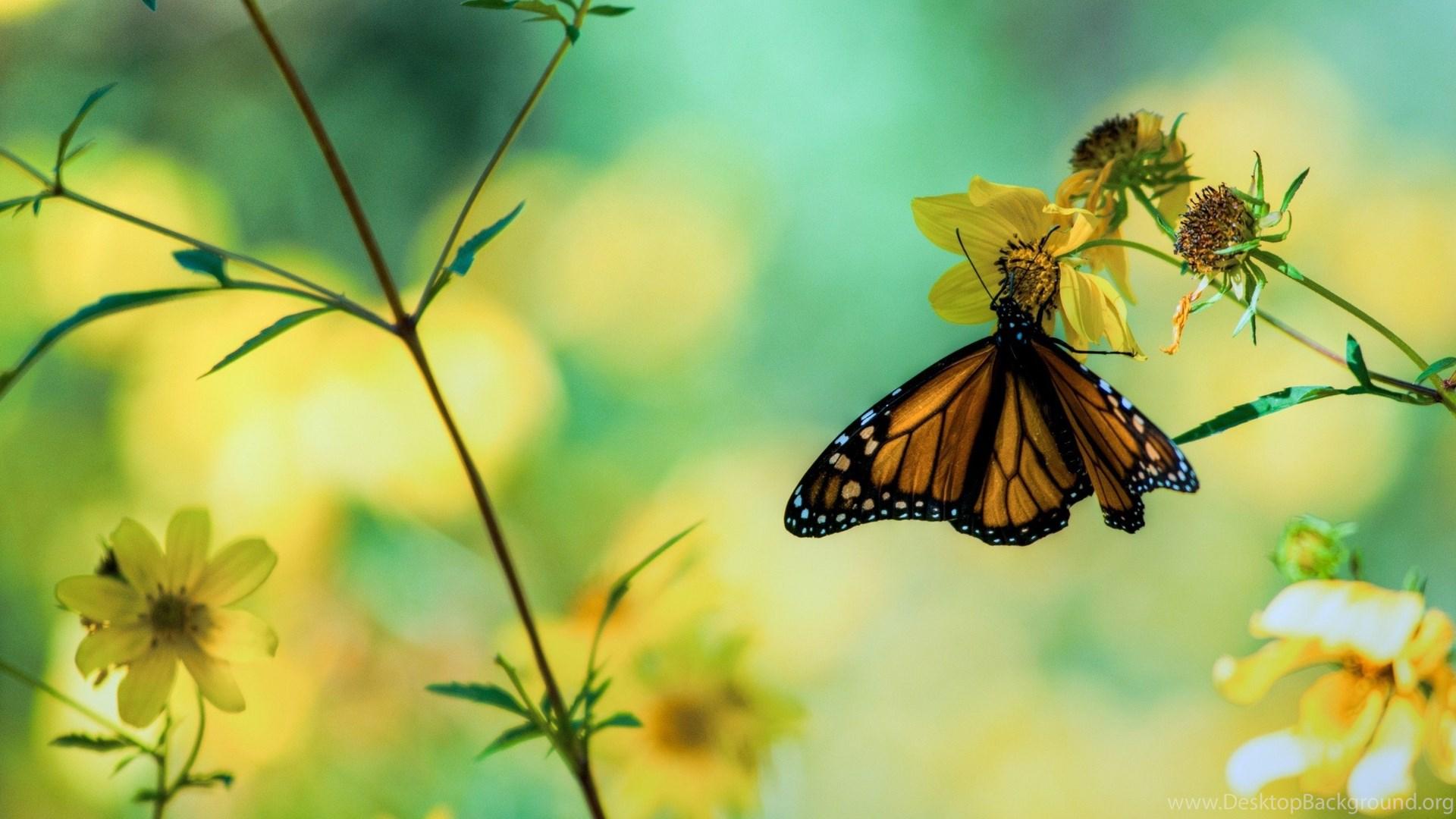 1920x1080 HD Nature Yellow Butterfly With Flower Wallpaper HD. Desktop Background