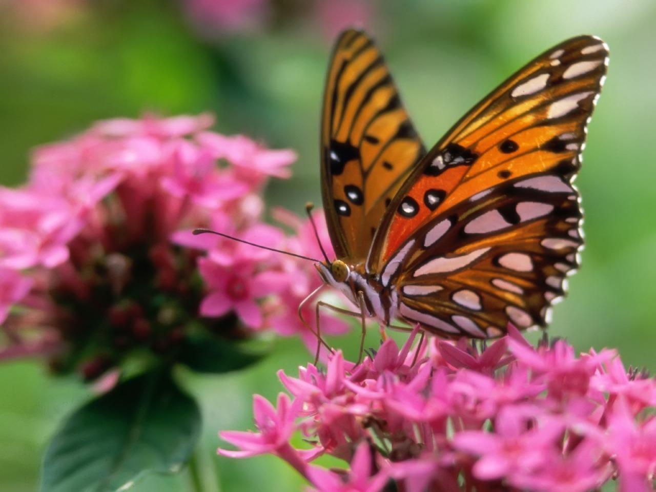 1280x960 Butterfly on a pink flower Wallpaper Butterflies Animals Wallpaper in jpg format for free download