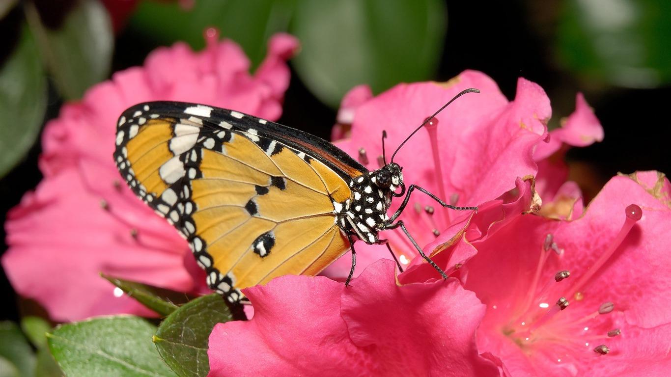 1366x768 Butterfly On Pink Flower The Beautiful Butterfly Desktop Wallpaper